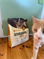 Katten Kunyit