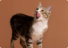 Katt slickar sig runt munnen