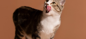 Katt slickar sig runt munnen