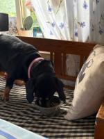 Hunden Athena 