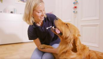 Kvinna i blå skjorta med företagslogotyp som ler och håller en glad golden retriever i ett ljust rum.