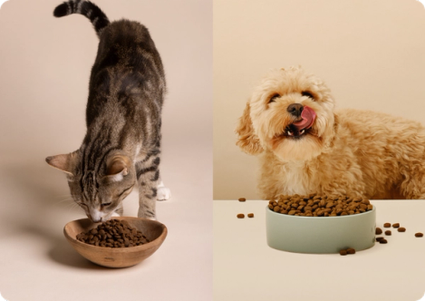 Katt och hund äter mat