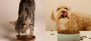 Katt och hund äter mat