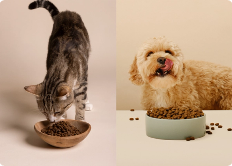 Katt och hund äter mat