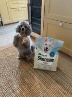 Hunden Trassla