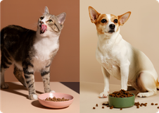 Katt och hund äter mat