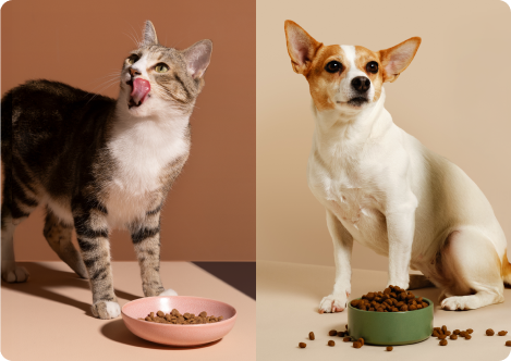 Katt och hund äter mat