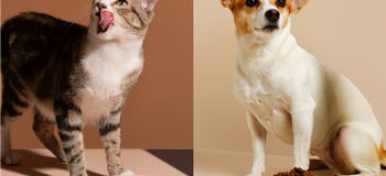 Katt och hund äter mat