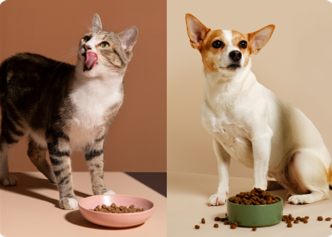 Katt och hund äter mat