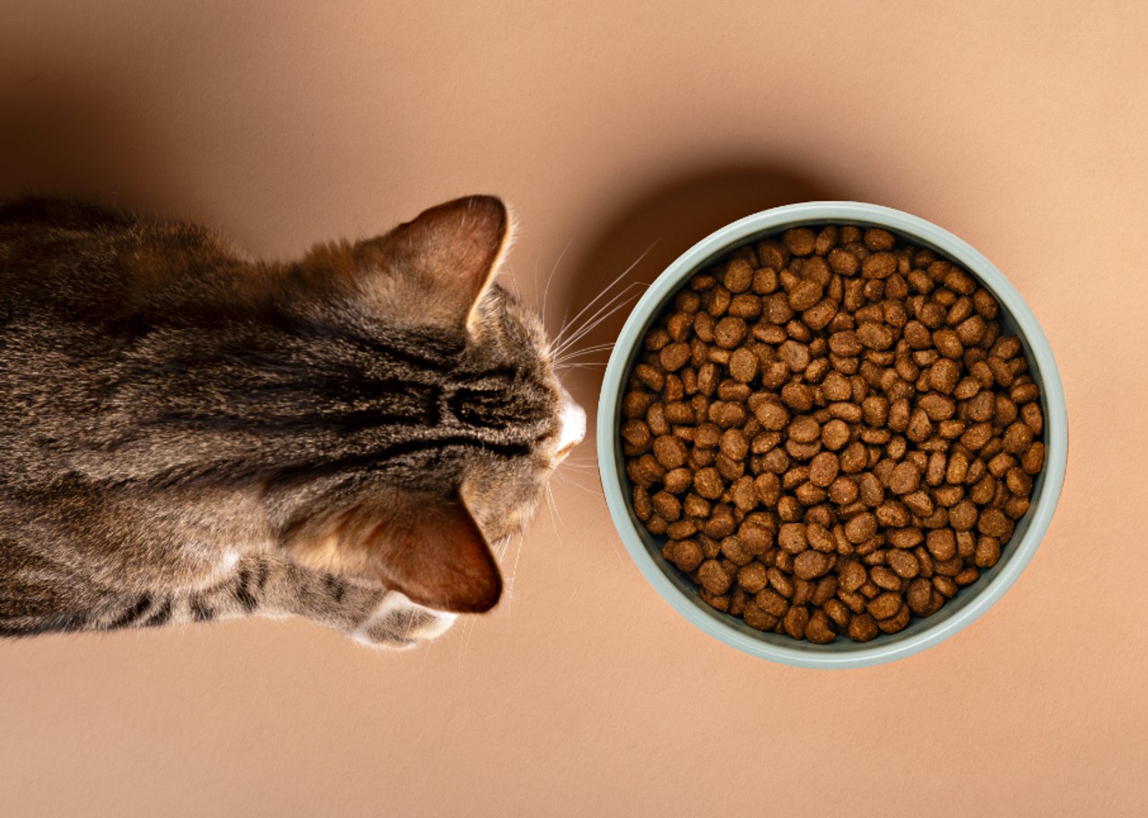 Brunfläckig katt tittar på en matskål fylld med foder.
