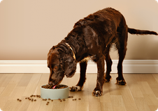 Katt och hund äter mat