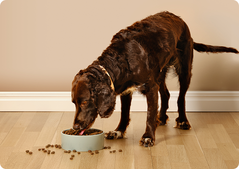 Katt och hund äter mat