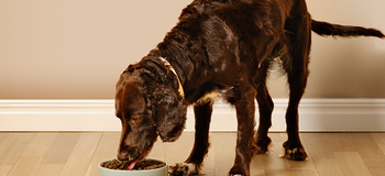 Katt och hund äter mat