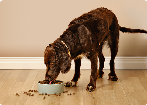 Katt och hund äter mat