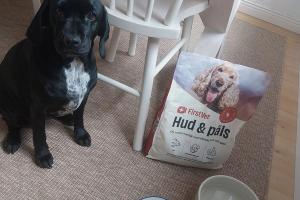hunden-selma
