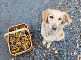 Hunden Lussan sitter på en grusväg bredvid en korg fylld med nyplockade svampar. Lussan har ljusgul päls och tittar upp med en vänlig blick. Nedfallna löv ligger utspridda på marken och ger en höstig känsla till scenen.