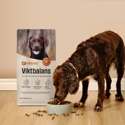 En hund som äter ur en skål med Firstvet Viktbalans