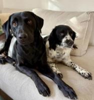 Hundarna Nellie & Chili