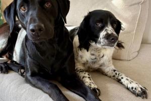 Hundarna Nellie & Chili