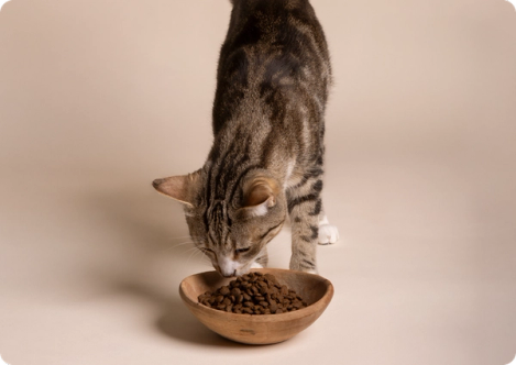 Katt äter från en matskål