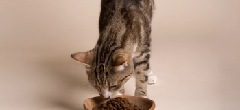 Katt äter från en matskål