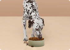 En brun hund äter mat