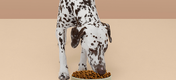 En brun hund äter mat