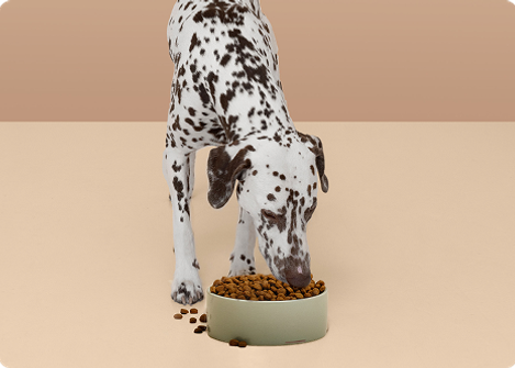 En brun hund äter mat