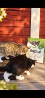 Signe och Mysis undersöker nyfiken foderpåsen med Original Lamm från FirstVet 