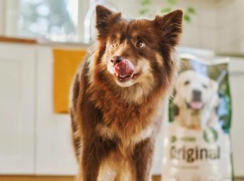 Fluffig brun och vit hund med spetsade öron och ett mjukt, uttrycksfullt ansikte, som slickar sig om nosen i ett ljust kök med en påse hundmat synlig i bakgrunden.