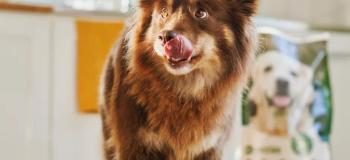 Fluffig brun och vit hund med spetsade öron och ett mjukt, uttrycksfullt ansikte, som slickar sig om nosen i ett ljust kök med en påse hundmat synlig i bakgrunden.