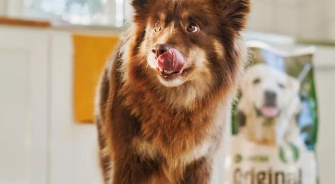 Fluffig brun och vit hund med spetsade öron och ett mjukt, uttrycksfullt ansikte, som slickar sig om nosen i ett ljust kök med en påse hundmat synlig i bakgrunden.