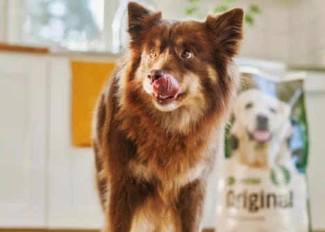 Fluffig brun och vit hund med spetsade öron och ett mjukt, uttrycksfullt ansikte, som slickar sig om nosen i ett ljust kök med en påse hundmat synlig i bakgrunden.