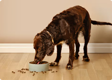 En aktiv hund som äter energirik mat 