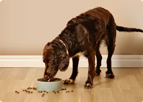 En aktiv hund som äter energirik mat 