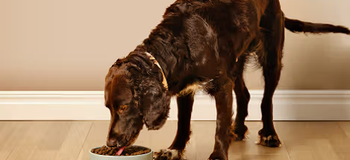 En aktiv hund som äter energirik mat