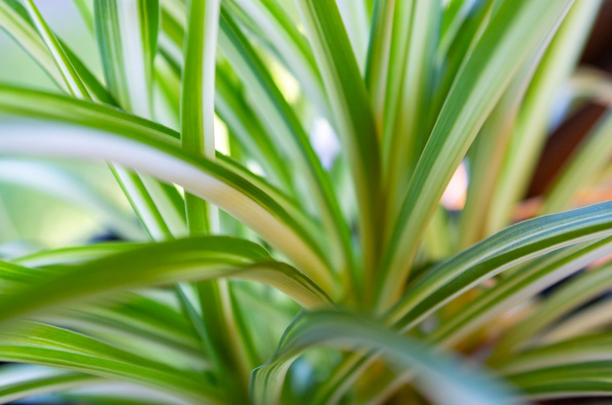 Grønn plante i lyset