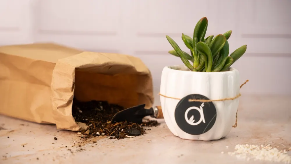 Planta orejas de Shrek en maceta blanca junto a tierra y sustrato para plantas