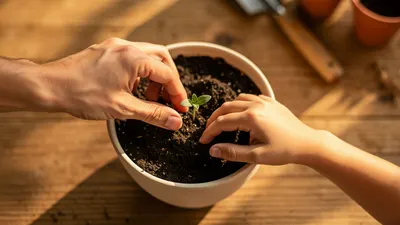 Manos de adulto y niño plantando una semilla. "Guía para seleccionar talleres educativos para padres e hijos en Lima"