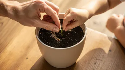 Manos de adulto y niño plantando una semilla. "Actividades sensoriales: una guía para potenciar el desarrollo infantil en la