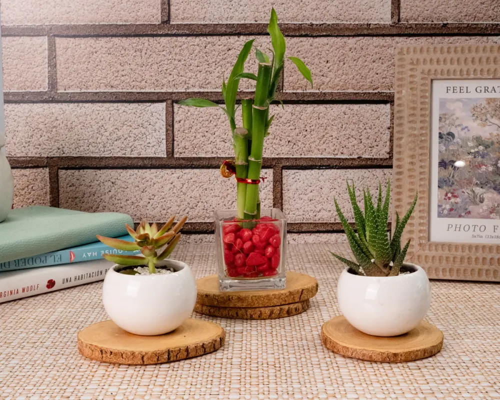 Bambú de la suerte y plantas suculentas de Almaria en macetas decorativas, ideales para regalar como felicitación y reconocimiento por logros personales o profesionales.