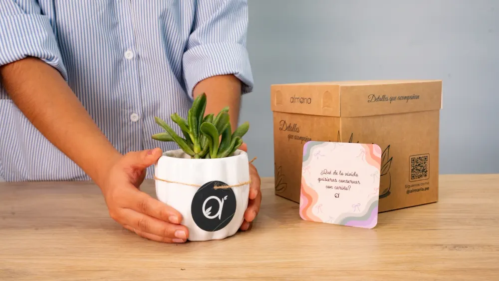 Planta orejas de Shrek de Almaria presentada como regalo en maceta blanca con caja y tarjeta de reflexión