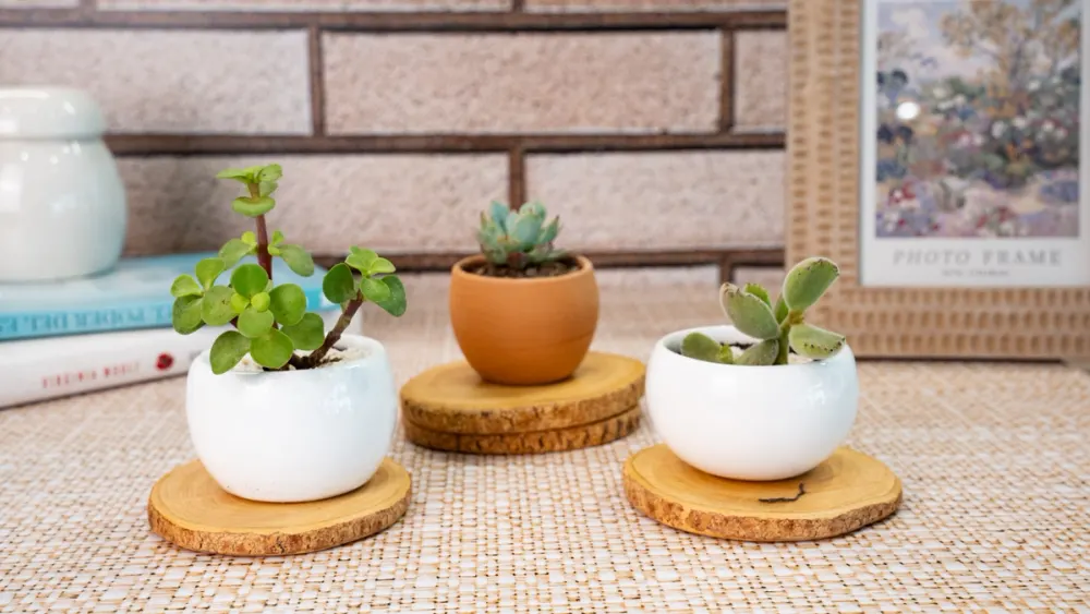 Plantas suculentas de Almaria en macetas decorativas, ideales para regalar en cumpleaños, celebrar un nacimiento o acompañar momentos especiales de la vida.