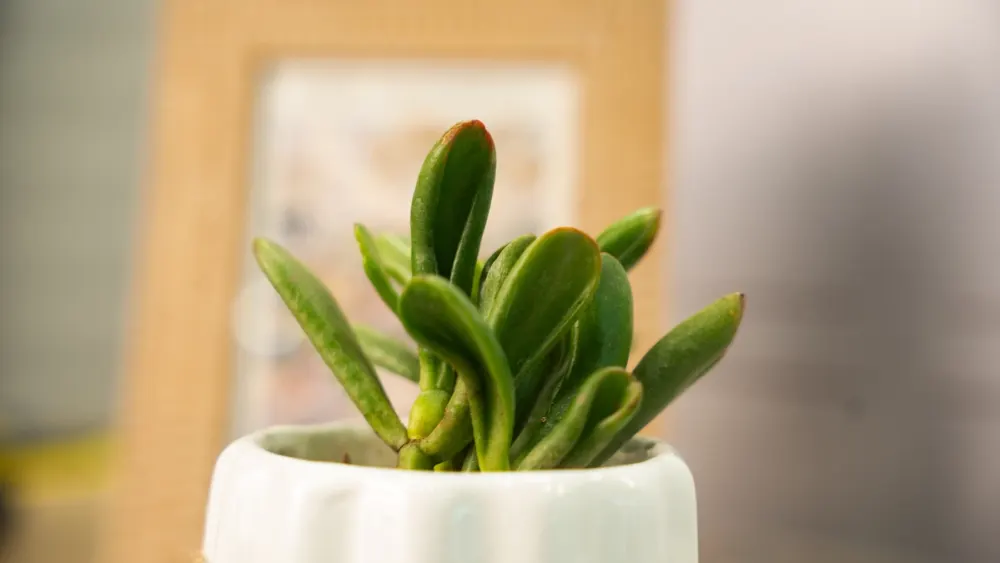 Planta orejas de Shrek con hojas verdes carnosas en una maceta blanca