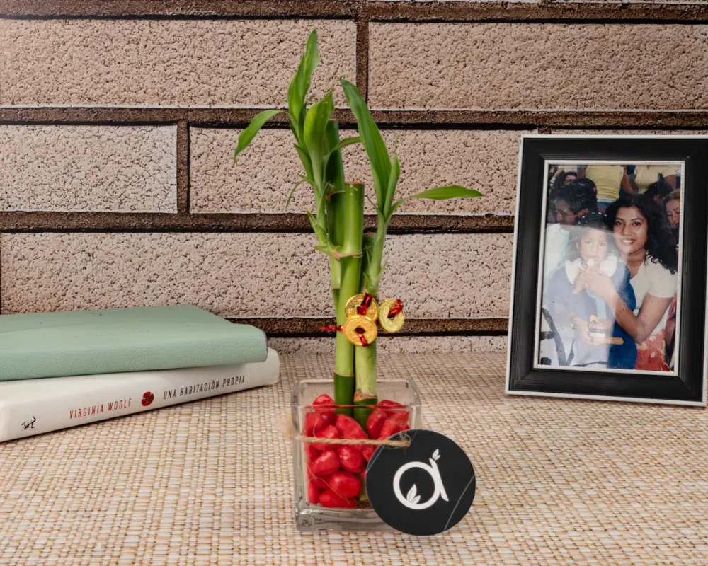 Bambú de la suerte con monedas chinas doradas en un recipiente de vidrio con piedras rojas, junto a libros y una fotografía familiar.
