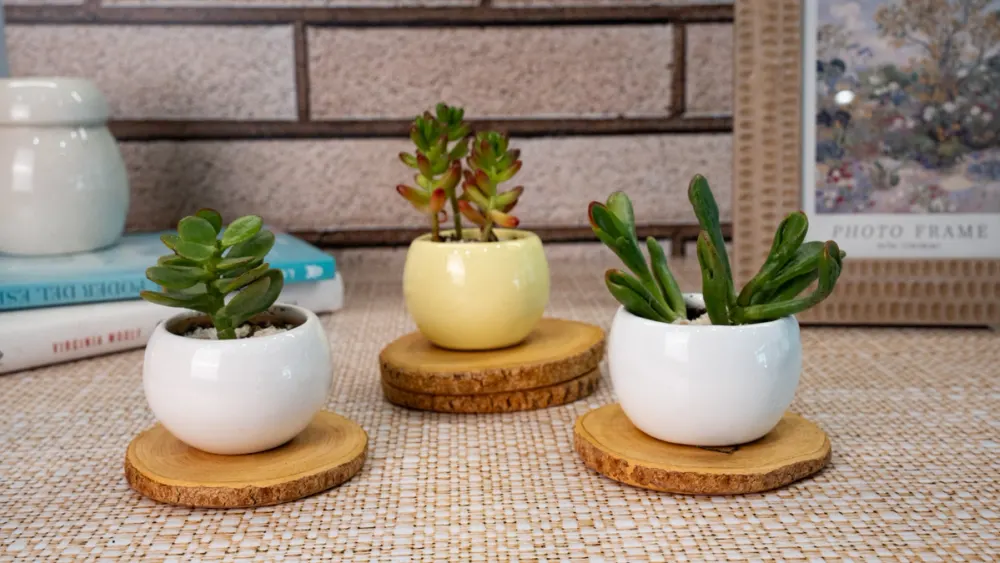 Plantas suculentas en macetas decorativas de Almaria, un regalo de agradecimiento para expresar gratitud y aprecio en ocasiones especiales.