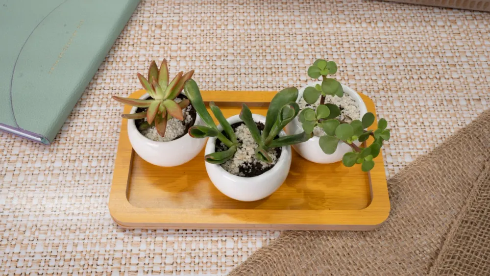 Set de tres plantas suculentas de Almaria en macetas blancas sobre una bandeja de madera, una opción de regalo natural para distintas ocasiones.
