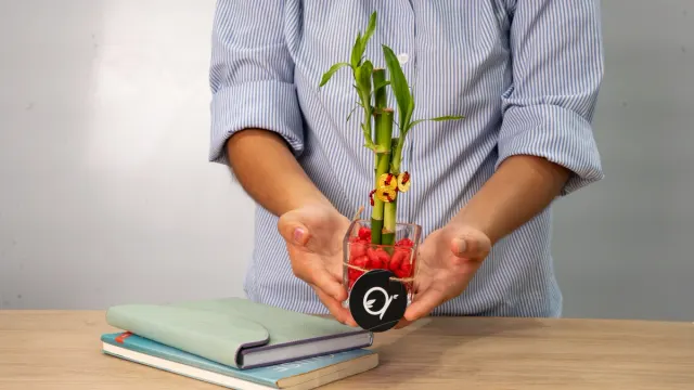 Bambú de la suerte de Almaria con monedas chinas doradas, presentado en un recipiente de vidrio con piedras rojas mientras una persona lo sostiene con ambas manos.