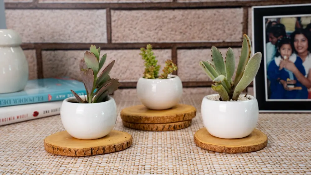 Plantas suculentas de Almaria en macetas decorativas, ideales para regalar en una mudanza, un nuevo trabajo, el inicio de los estudios o un proyecto personal.