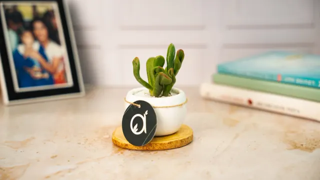 Planta orejas de Shrek en maceta blanca sobre una base de madera, ideal para decorar espacios interiores